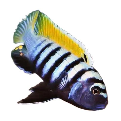 展望三湖
