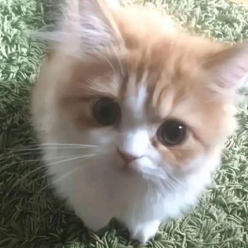 小狗围巾