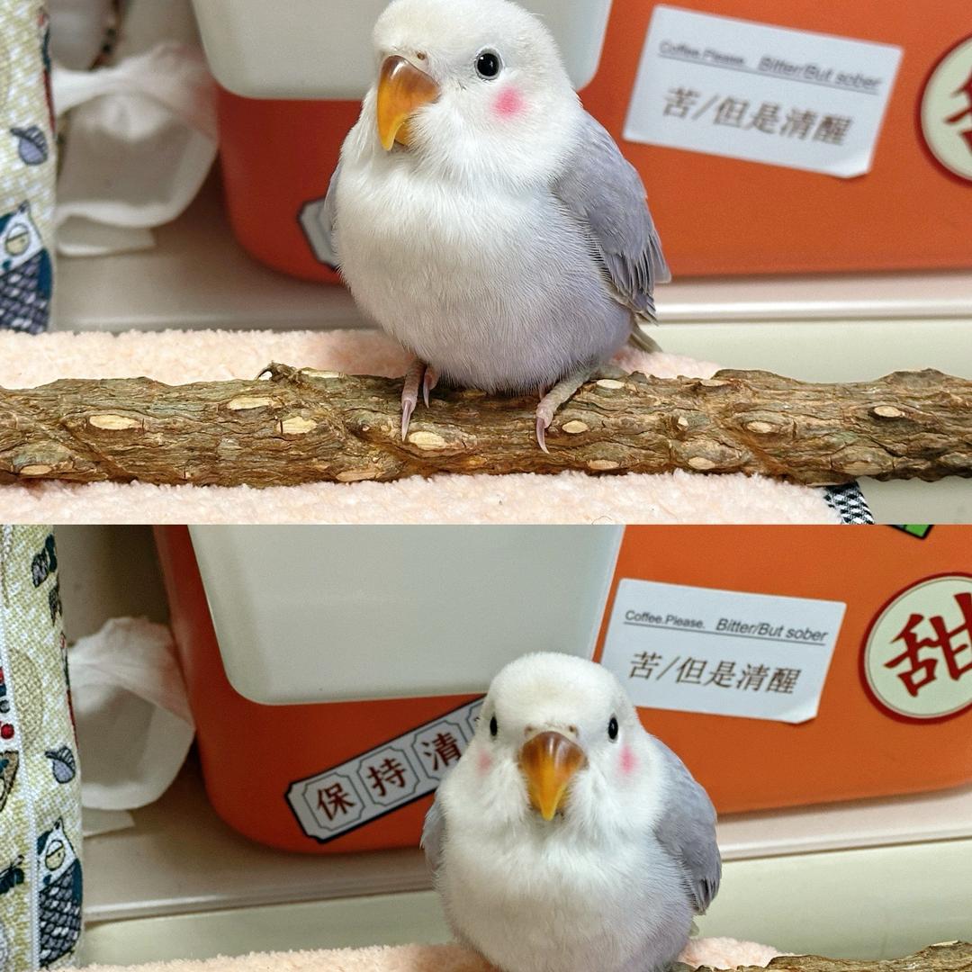 香波和噗噗的美好生活
