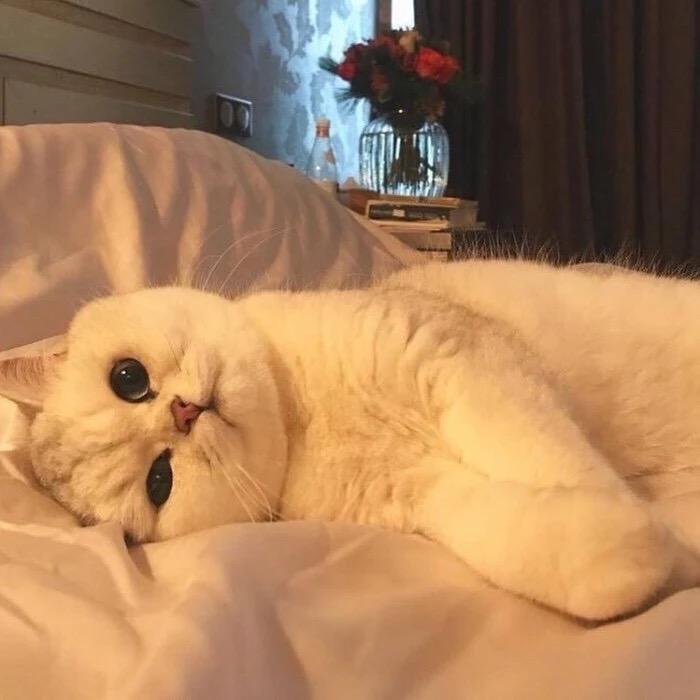 清佚