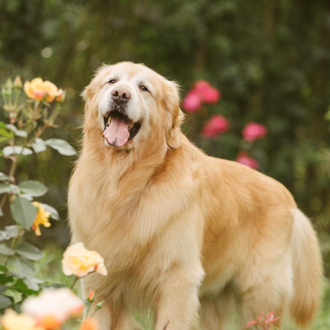 多大爷🐶