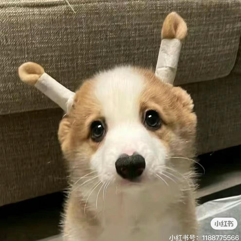 小叶同学
