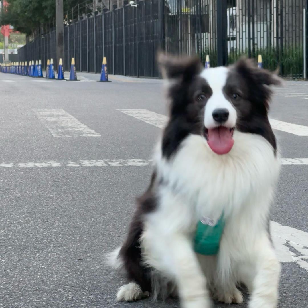 没有蓝色的蓝白边牧咔咔