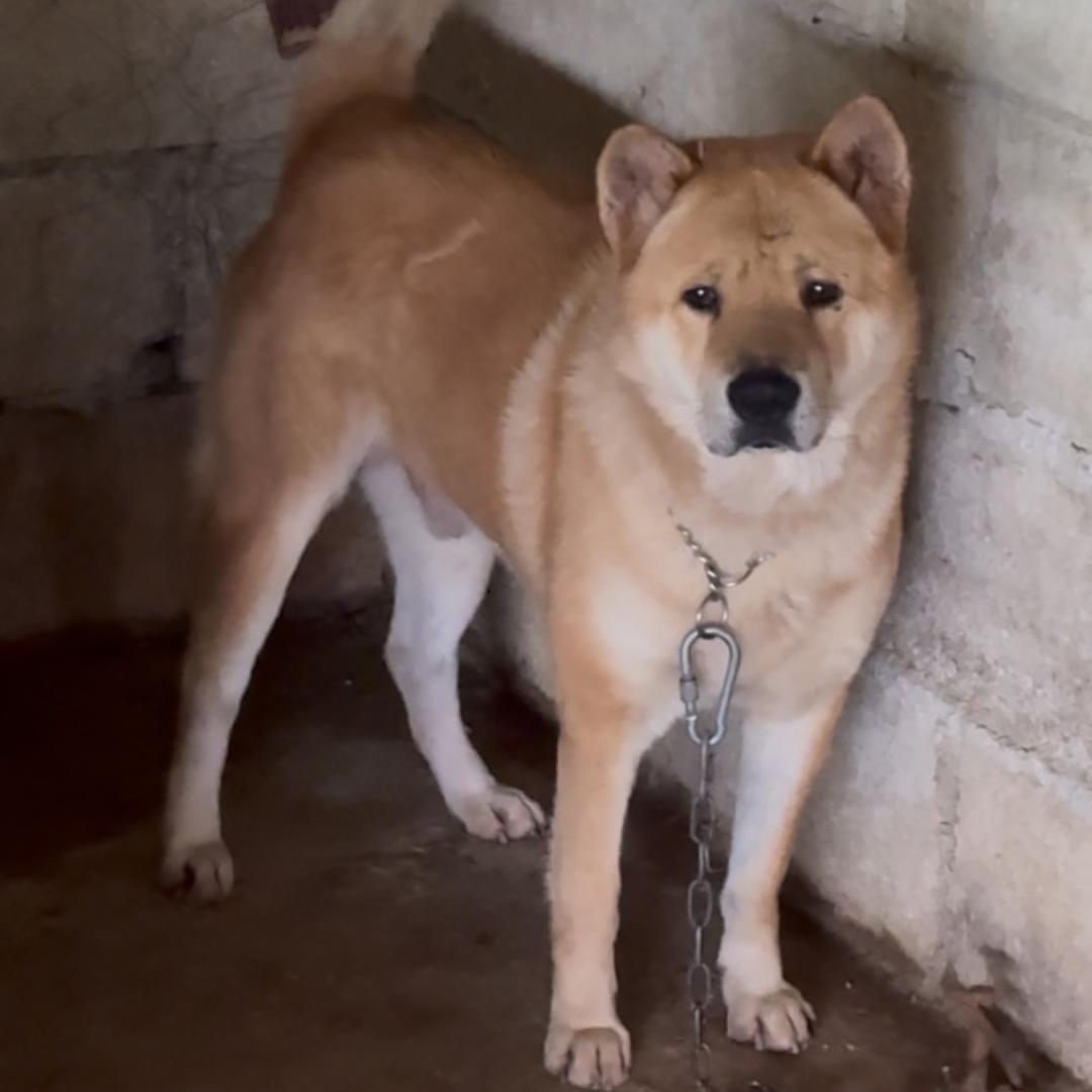 @广西撞死四只鸡