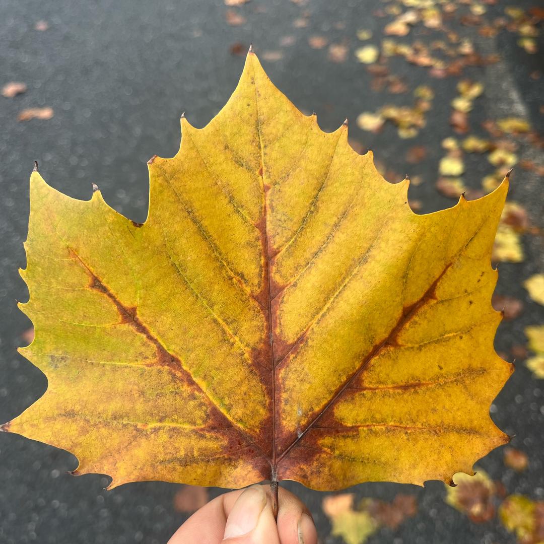 我命由我不由天