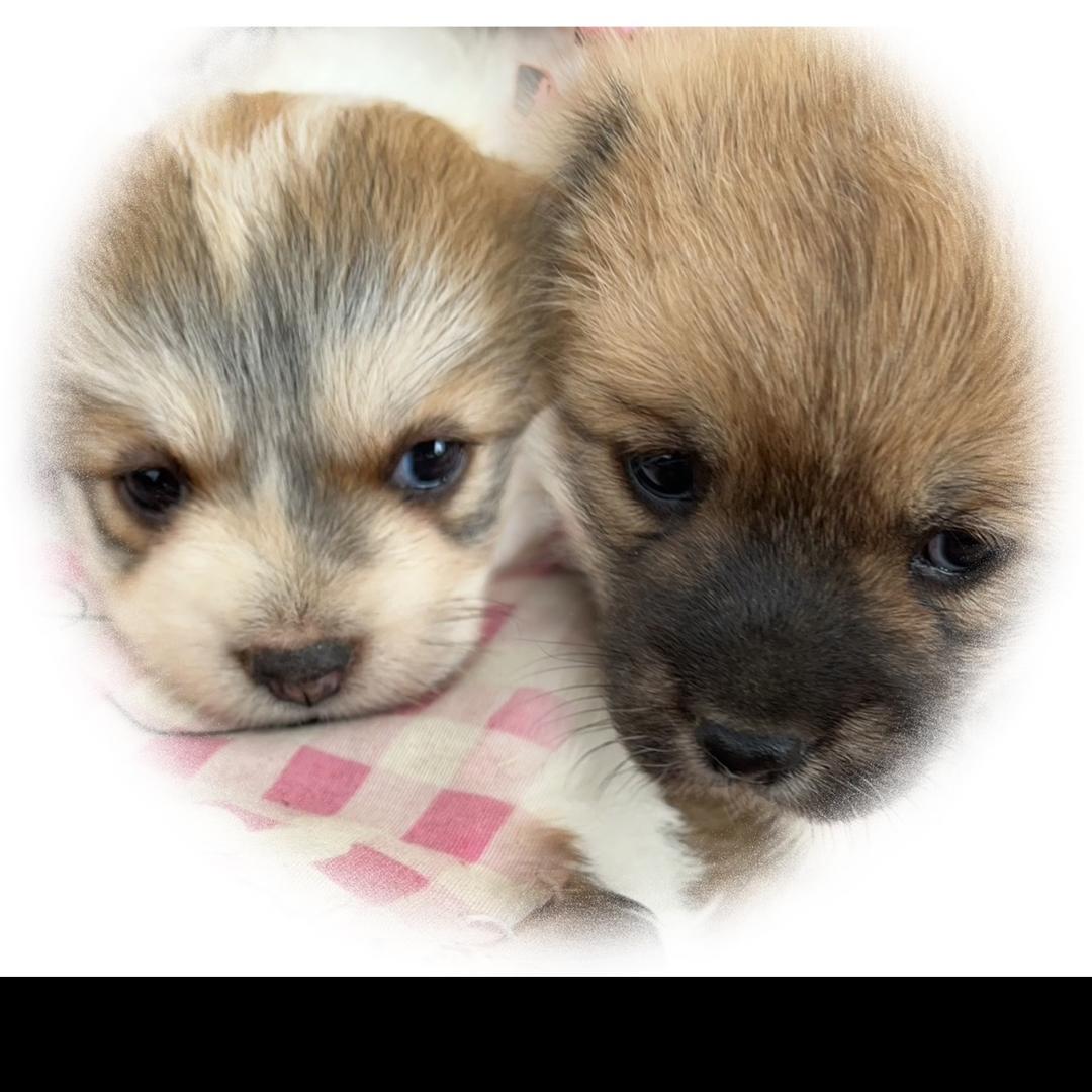 两只狗和一只猫