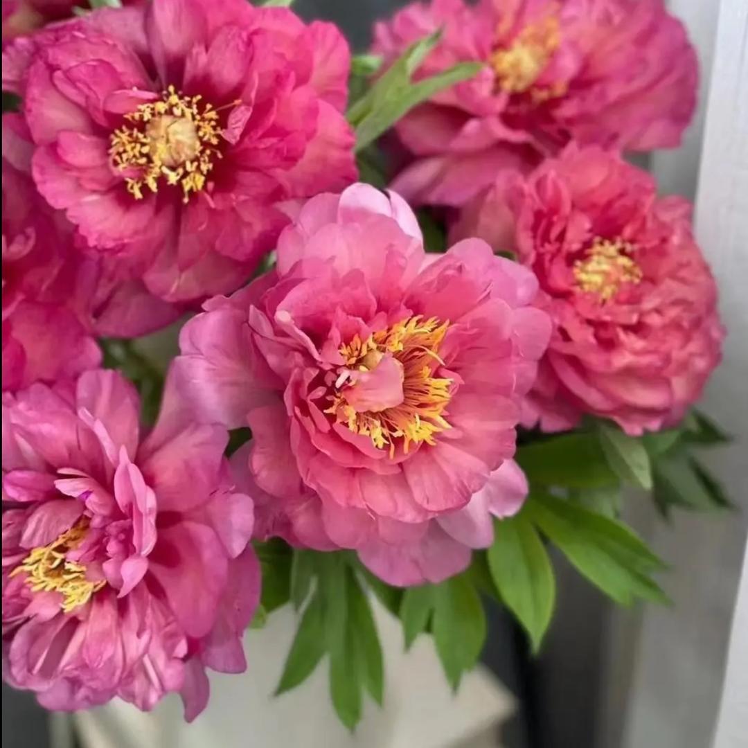 芳鸣