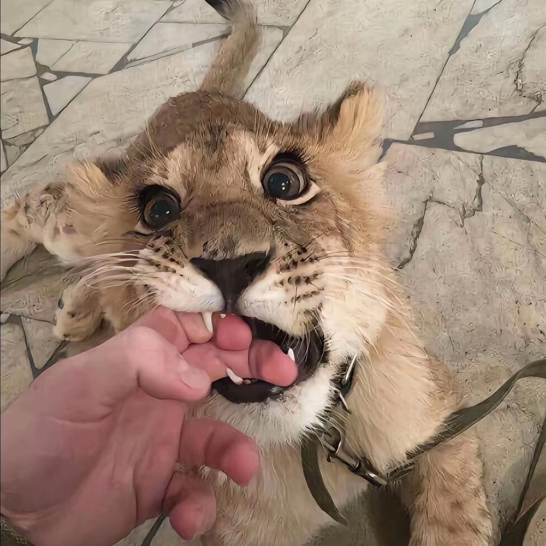 Lambbbb
