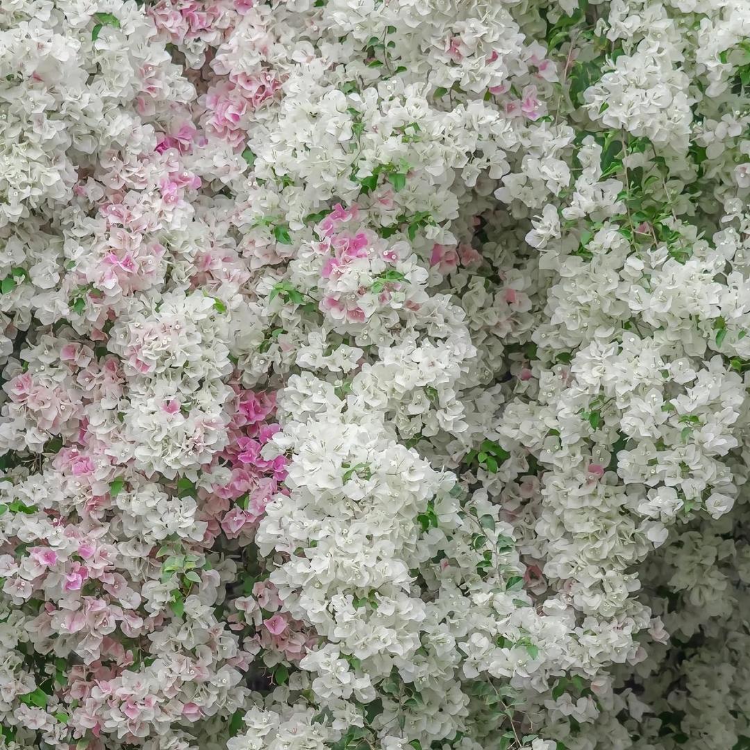 搬砖兄弟花卉