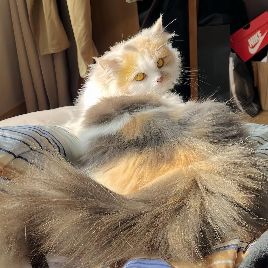 面面