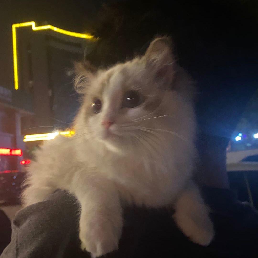 东东电竞大专高高