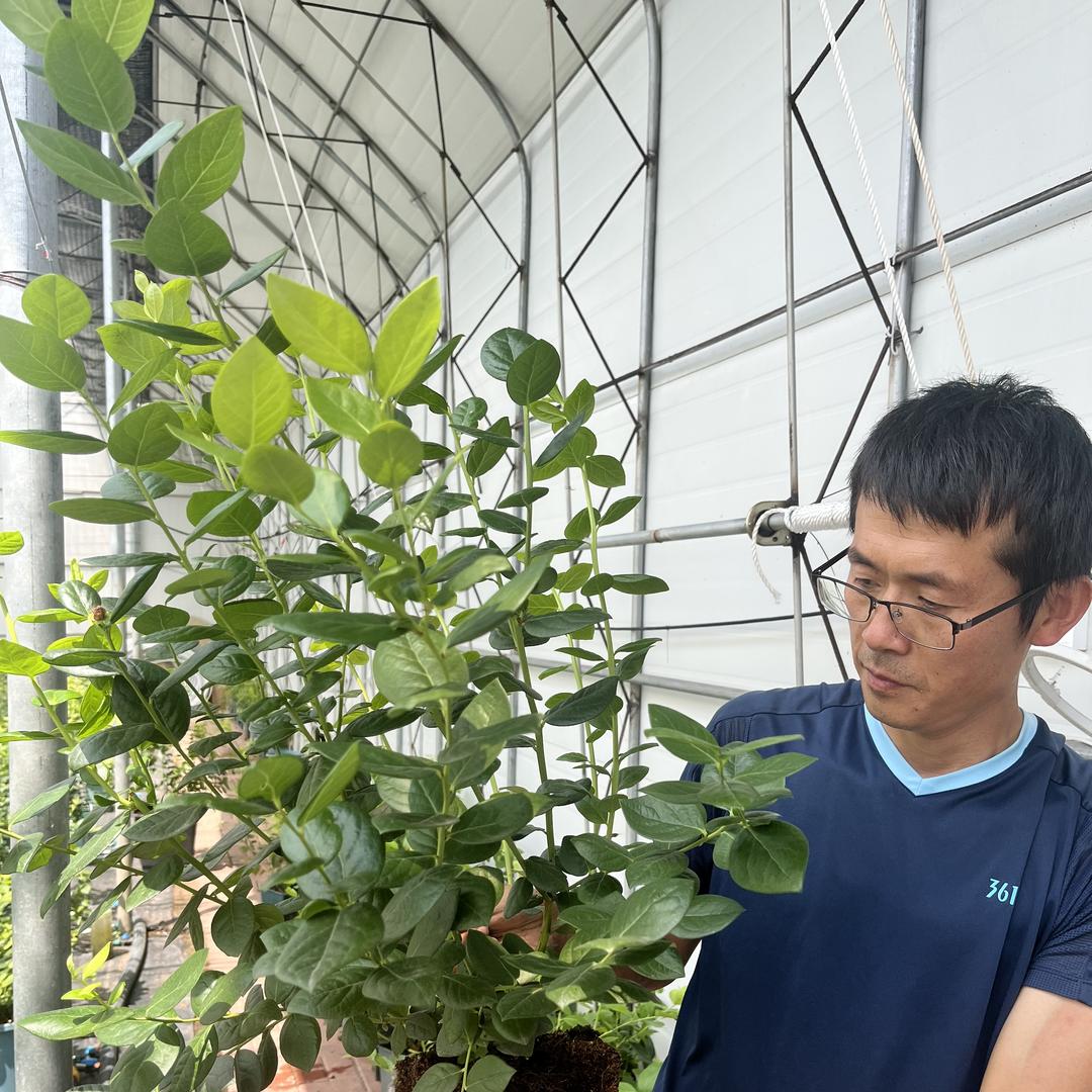 绍逸蓝莓