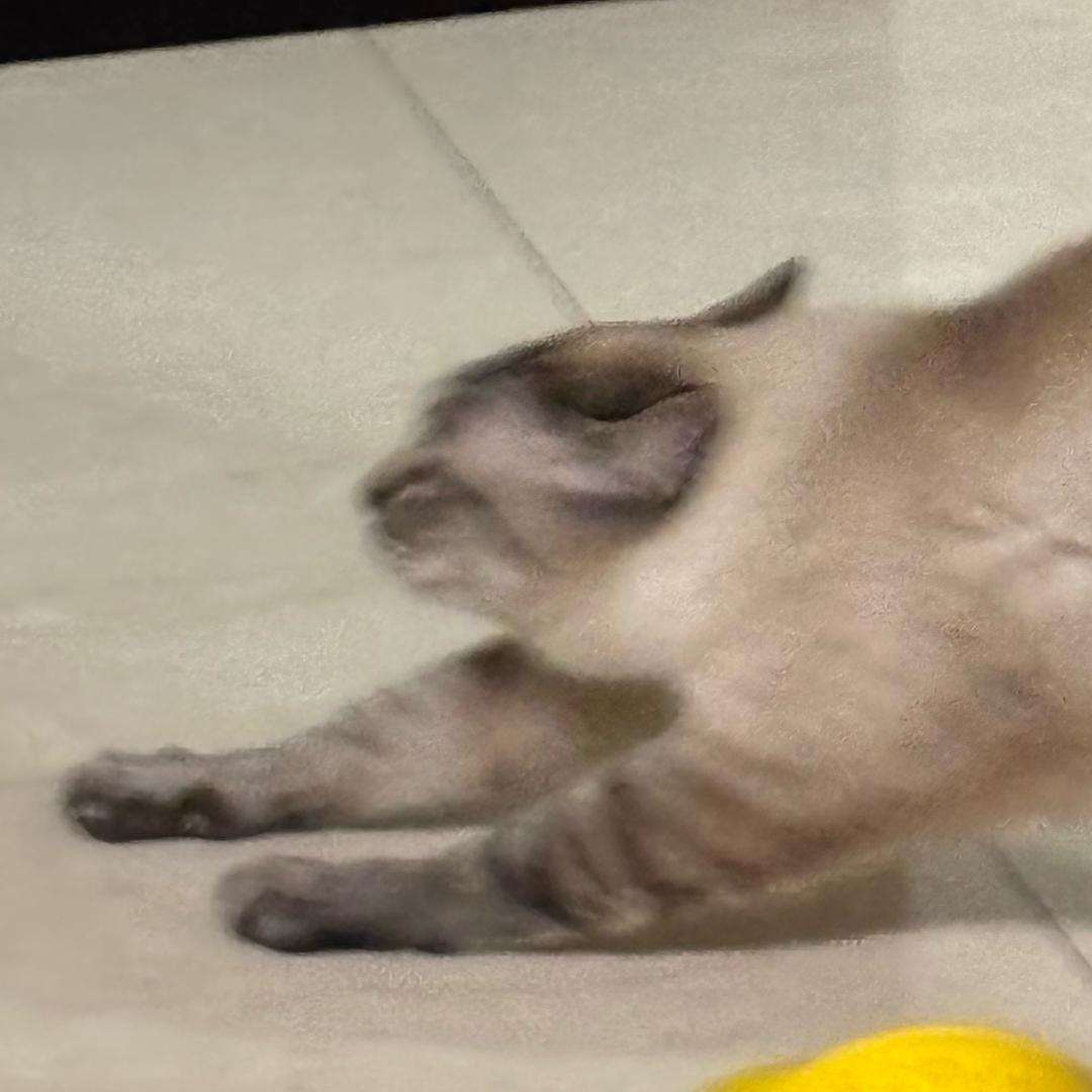 茉莉莉