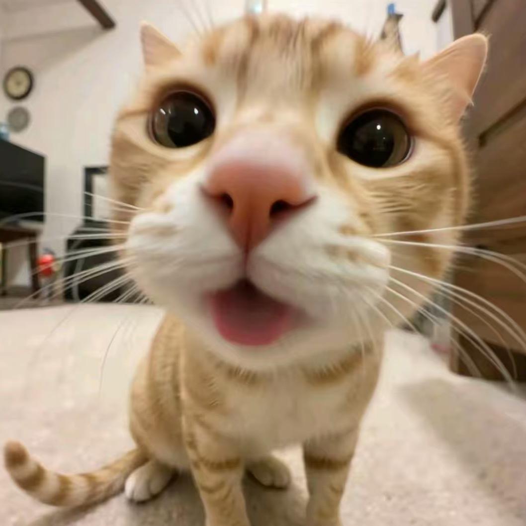 猫头日记