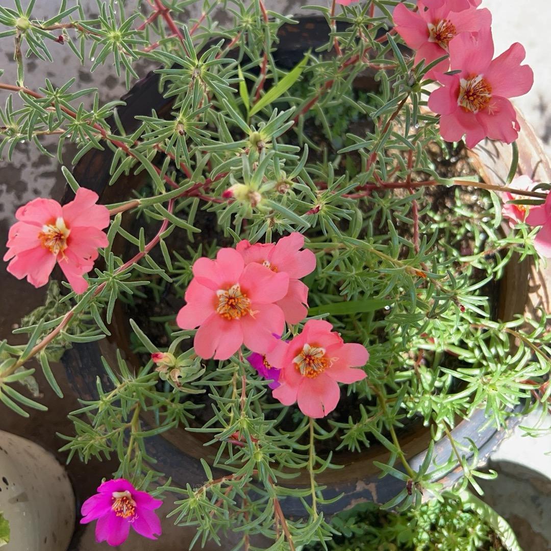 养老保险规划