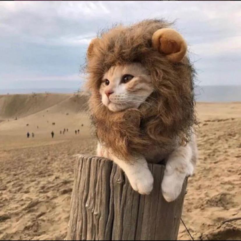 奇迹猫猫