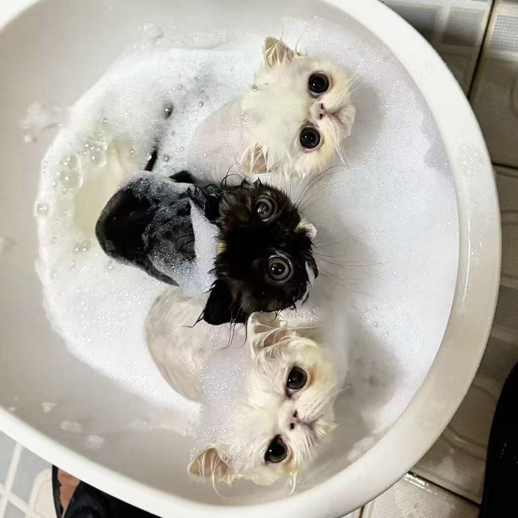 大脸异国加菲猫繁育