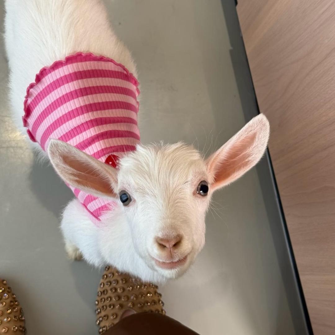 Liu圆圆🥰