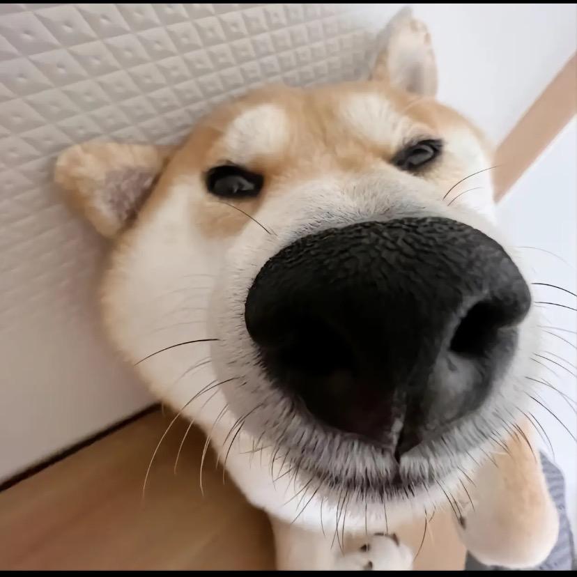 形成层