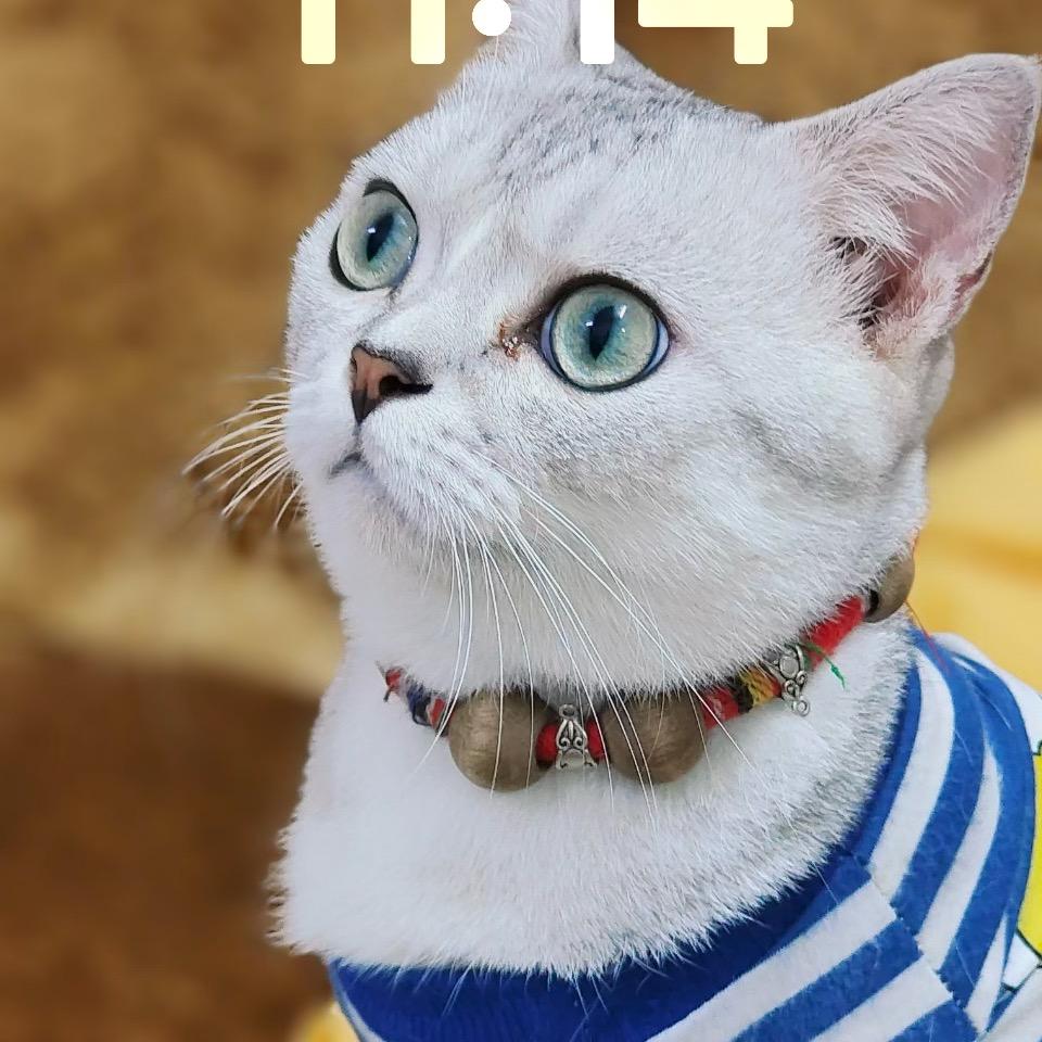 坨坨