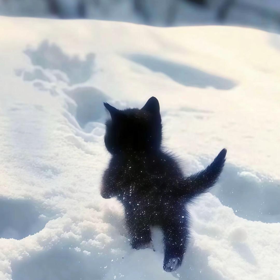是只猫👀