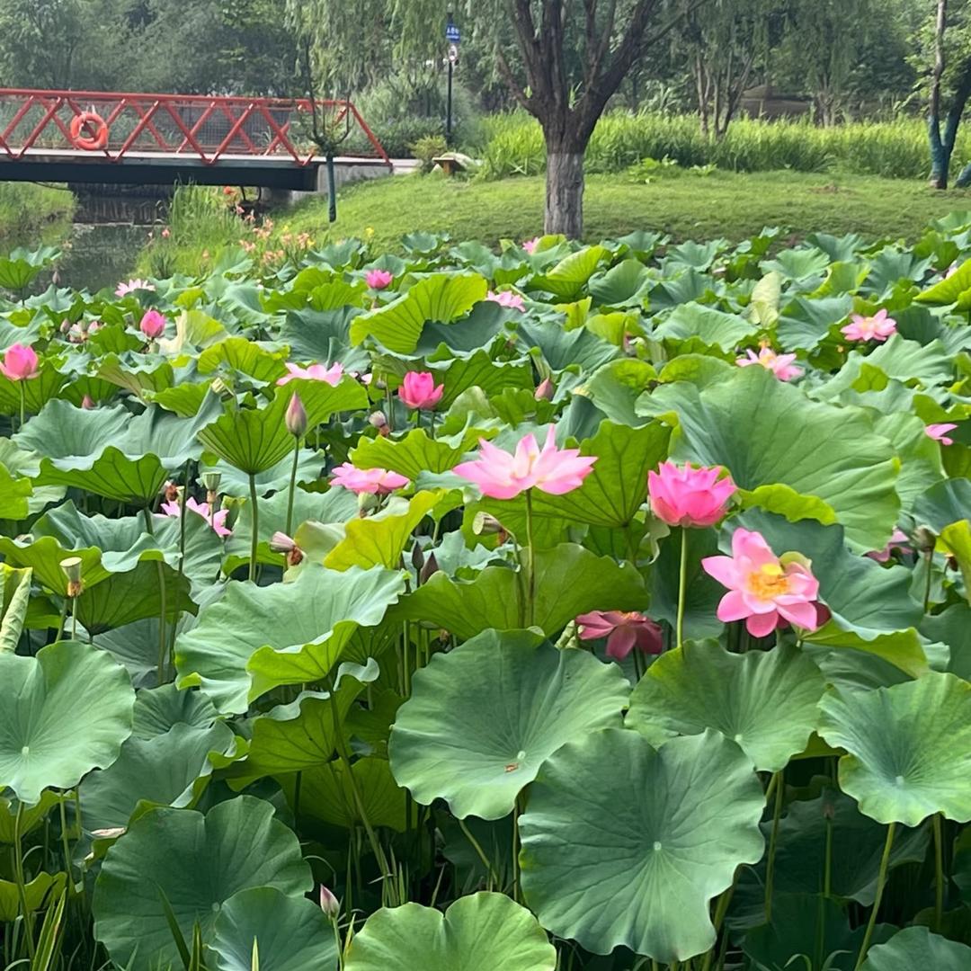 好运常伴🍀
