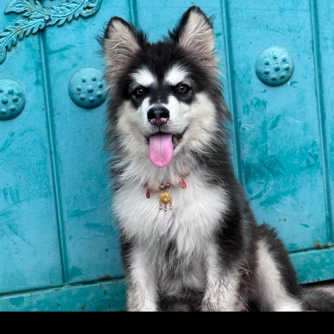 奥利奥不是饼干啊