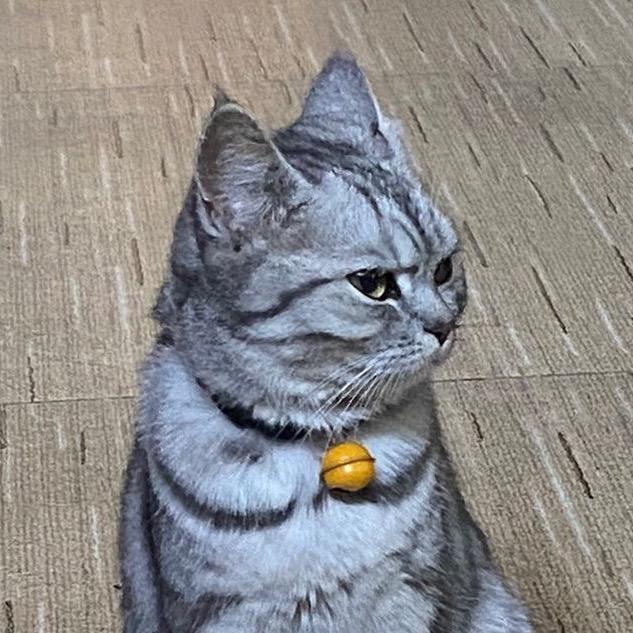 长青叶子🍃