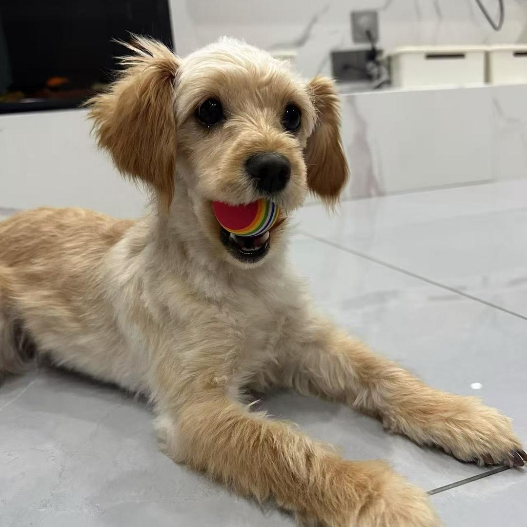 元宝去宇宙看星星了