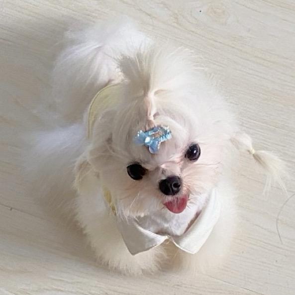 rookie 是只马尔济斯