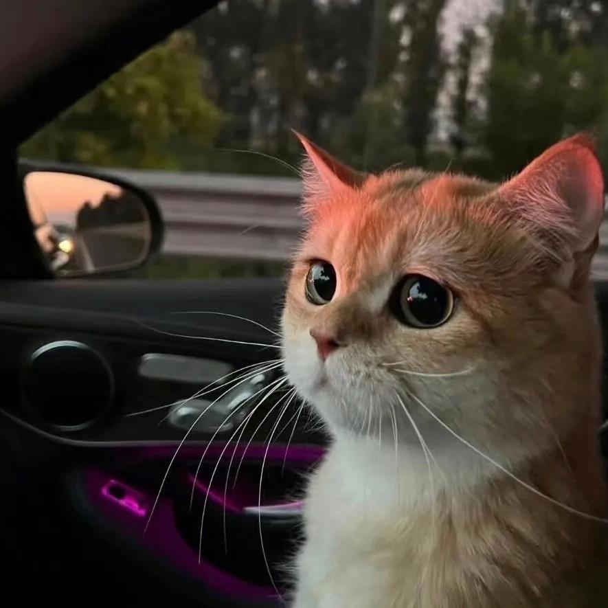 芒果的猫🥭