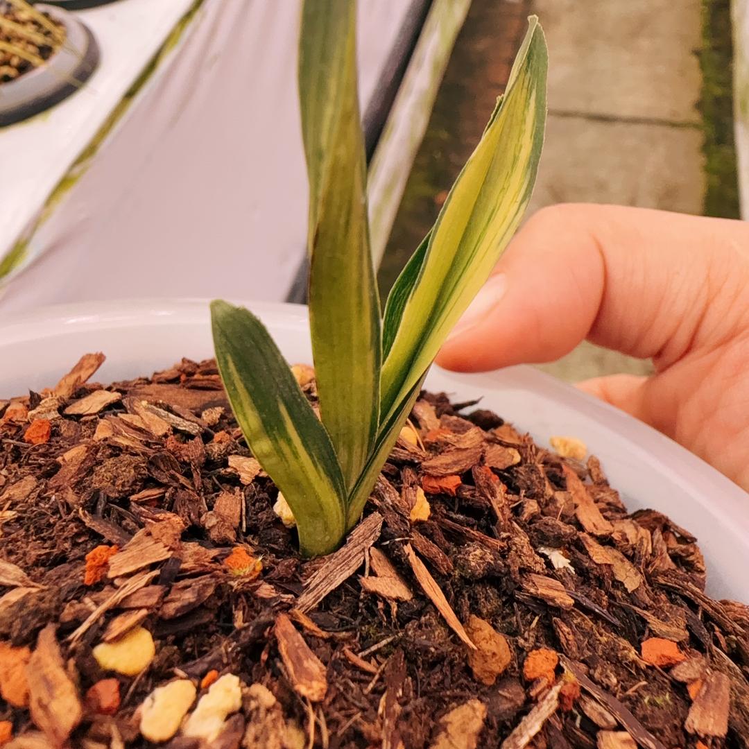 深林之家兰花种植场.（秋生兰园）