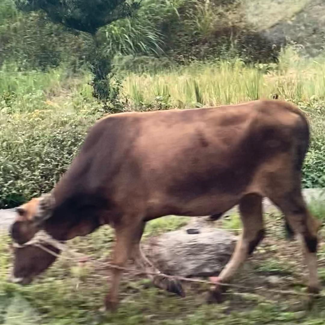 缺丽呀