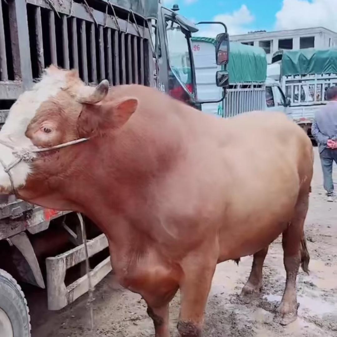 牛经济啊刁   〈小号〉