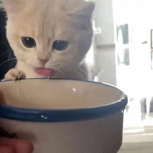会飞的猫