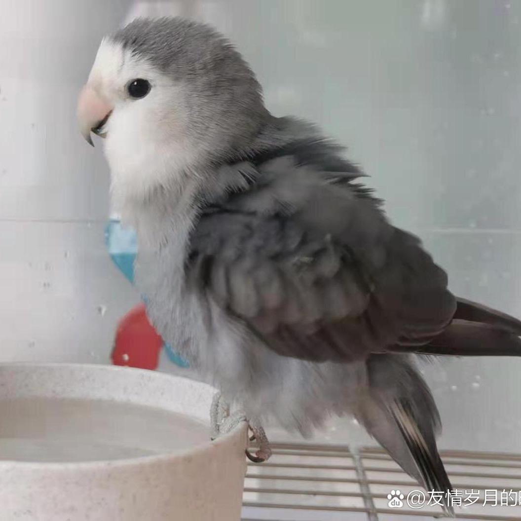 小鹦鹉
