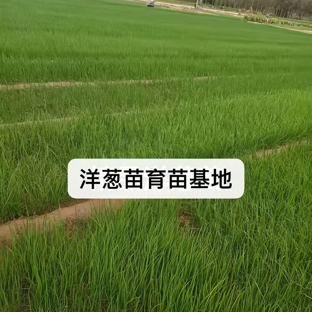 蔬菜农资农场