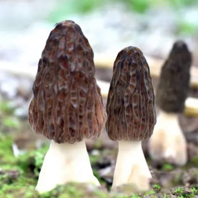 北方食用菌菌友团