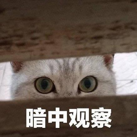 喑中观察