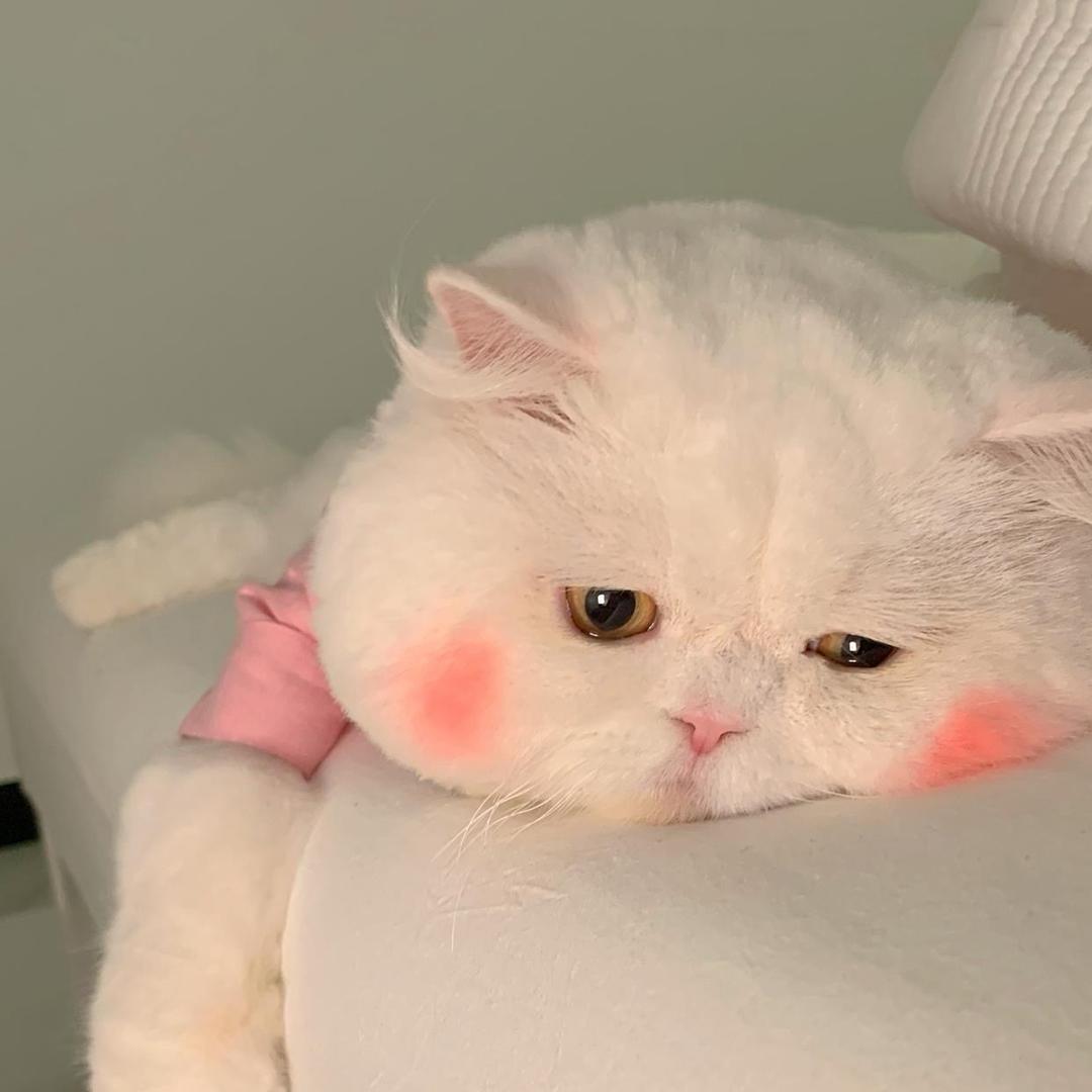 @明月
