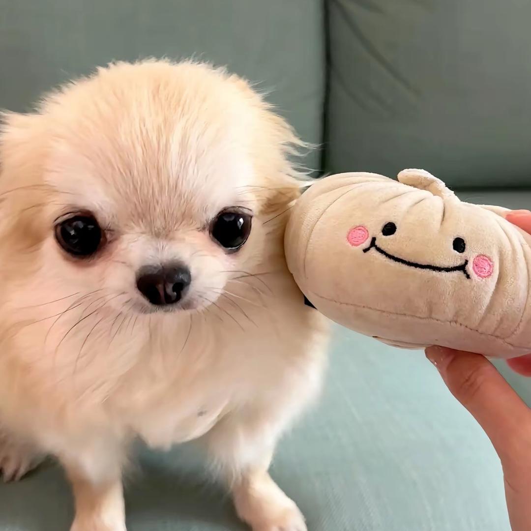 呆呆发