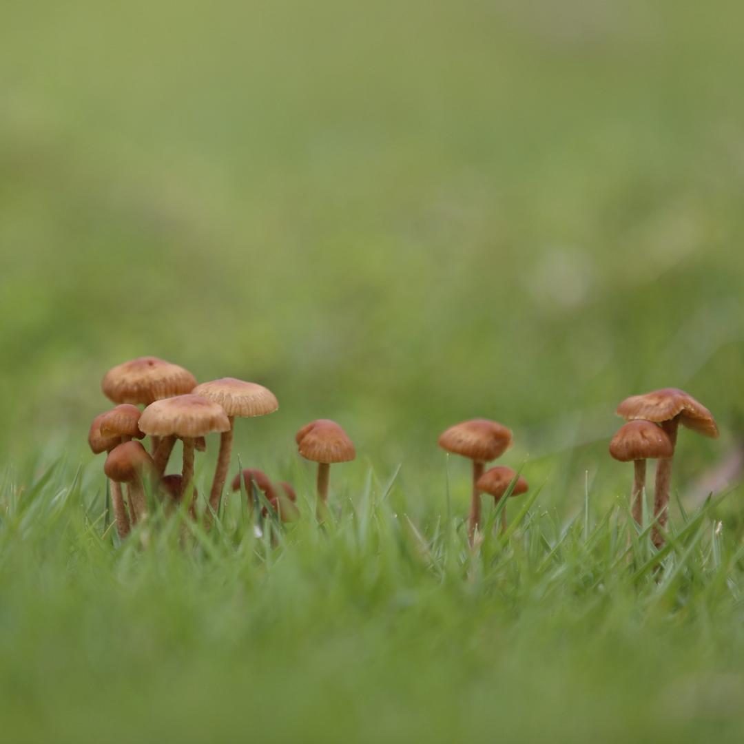 pan
