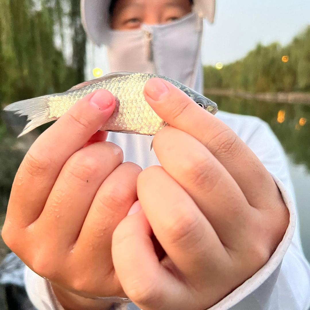 测饵小神童