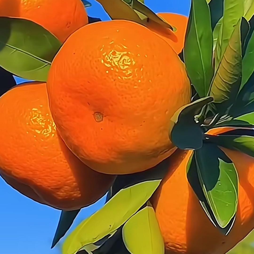 硕喜