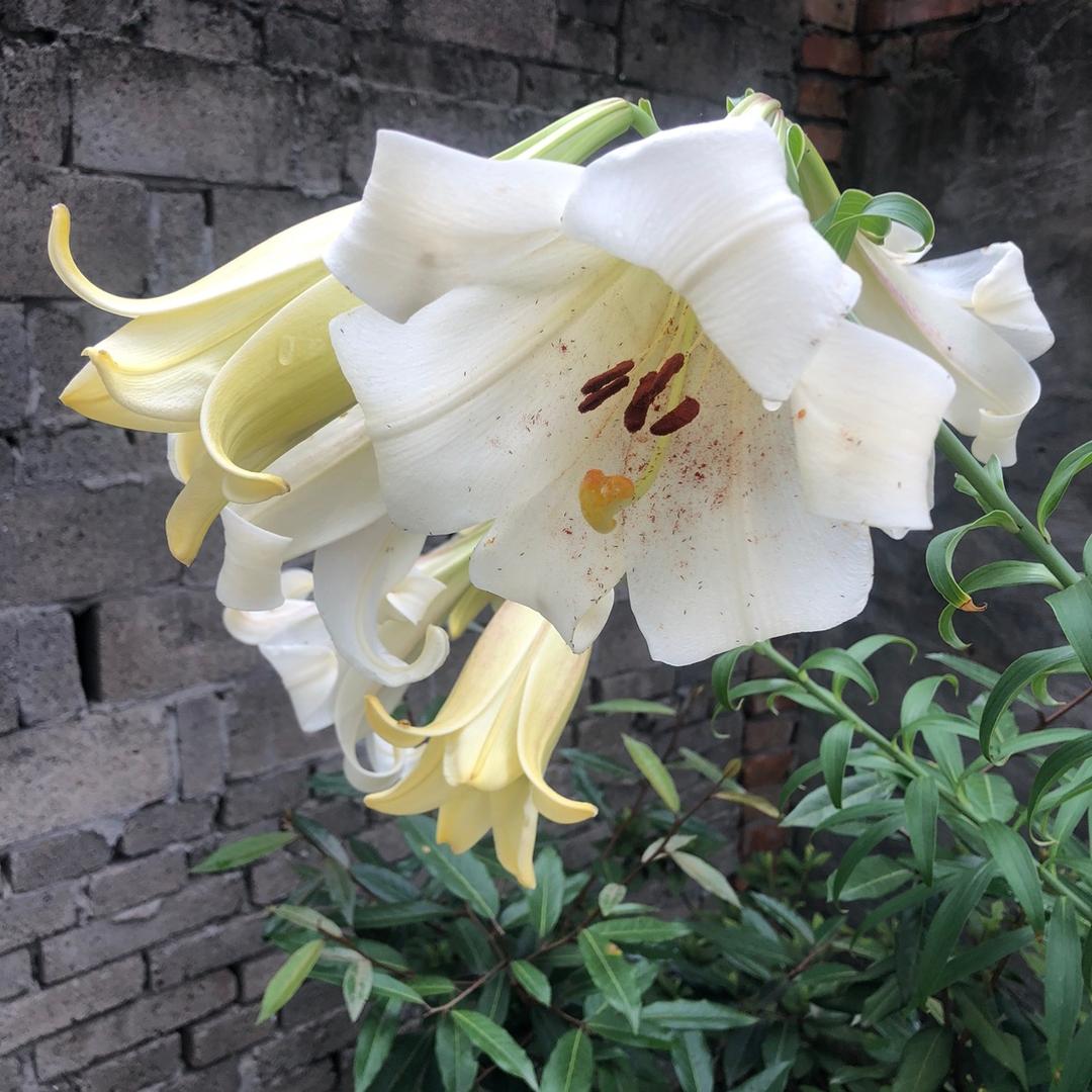 菲菲番薯庆糕烧烤