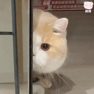 萌宠收纳馆
