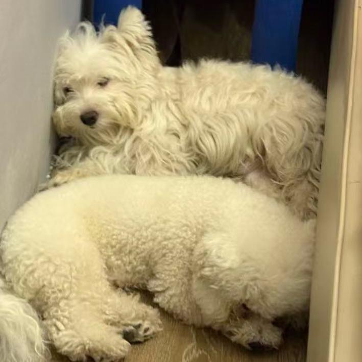 猫情人（不知道改什么名字版）