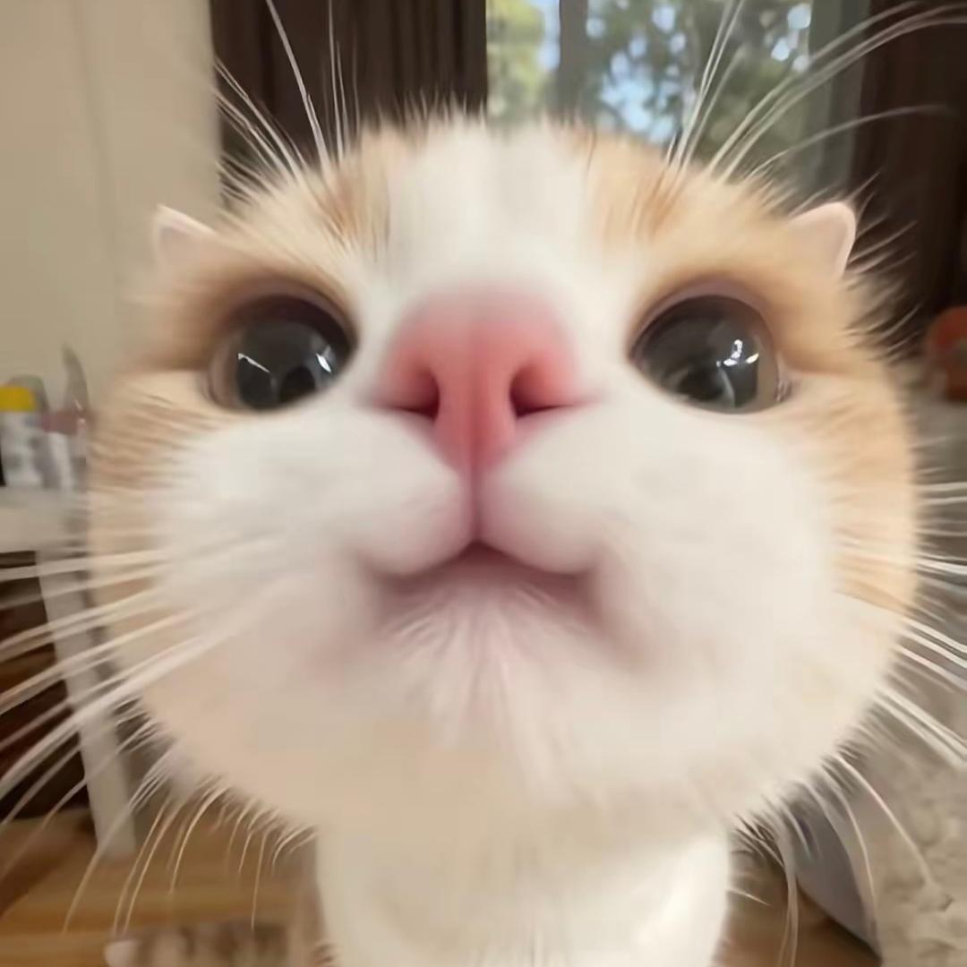 我家猫会后空翻