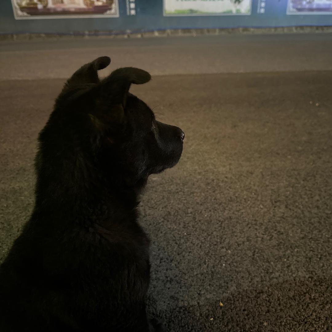 来财的成长日记🐶