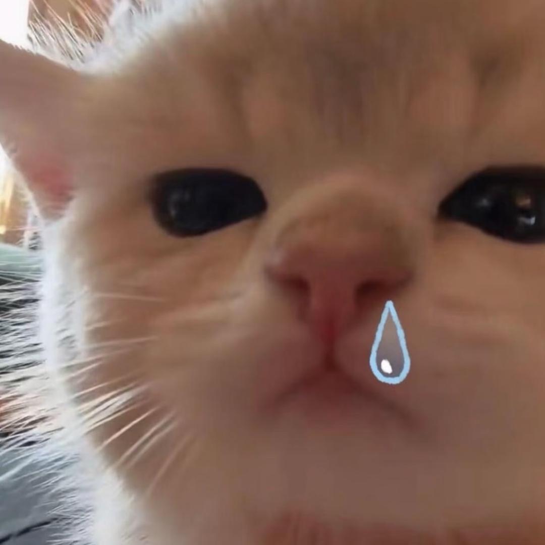 棠舟无奈熊（三角洲行动）